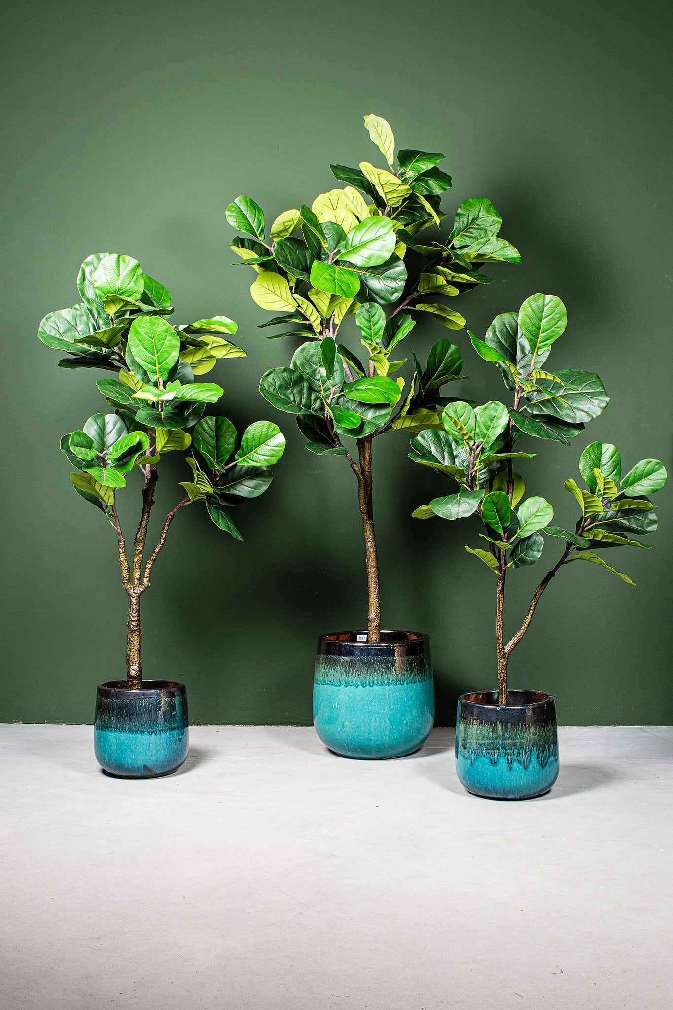 PTMD - Gerfiblóm Fiddle Leaf Fig