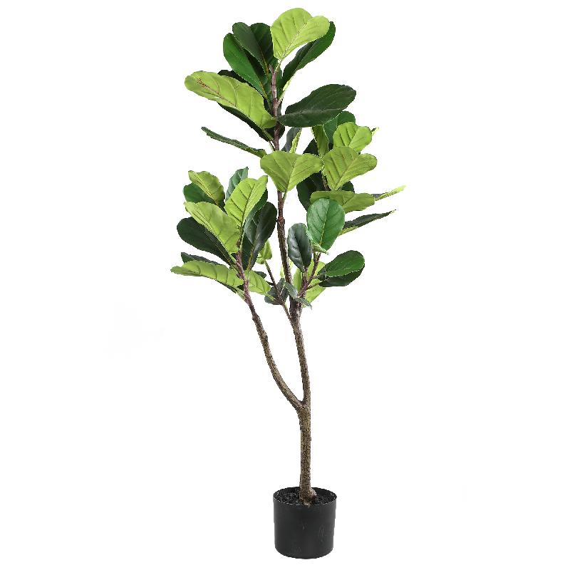 PTMD - Gerfiblóm Fiddle Leaf Fig