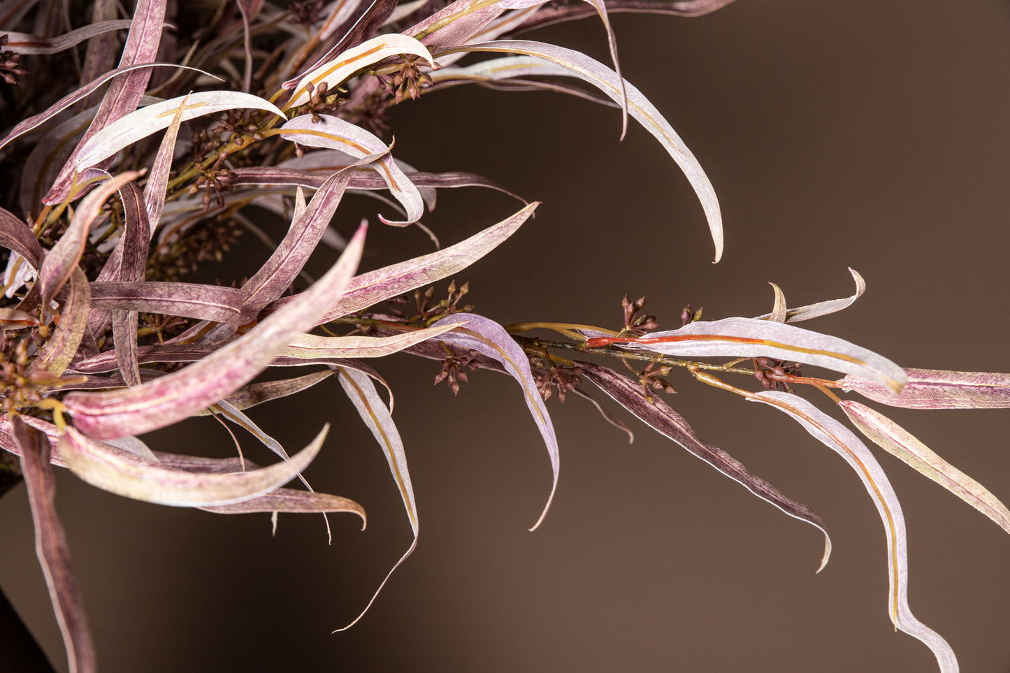 PTMD - Burgundy Eucalyptus With Seeds