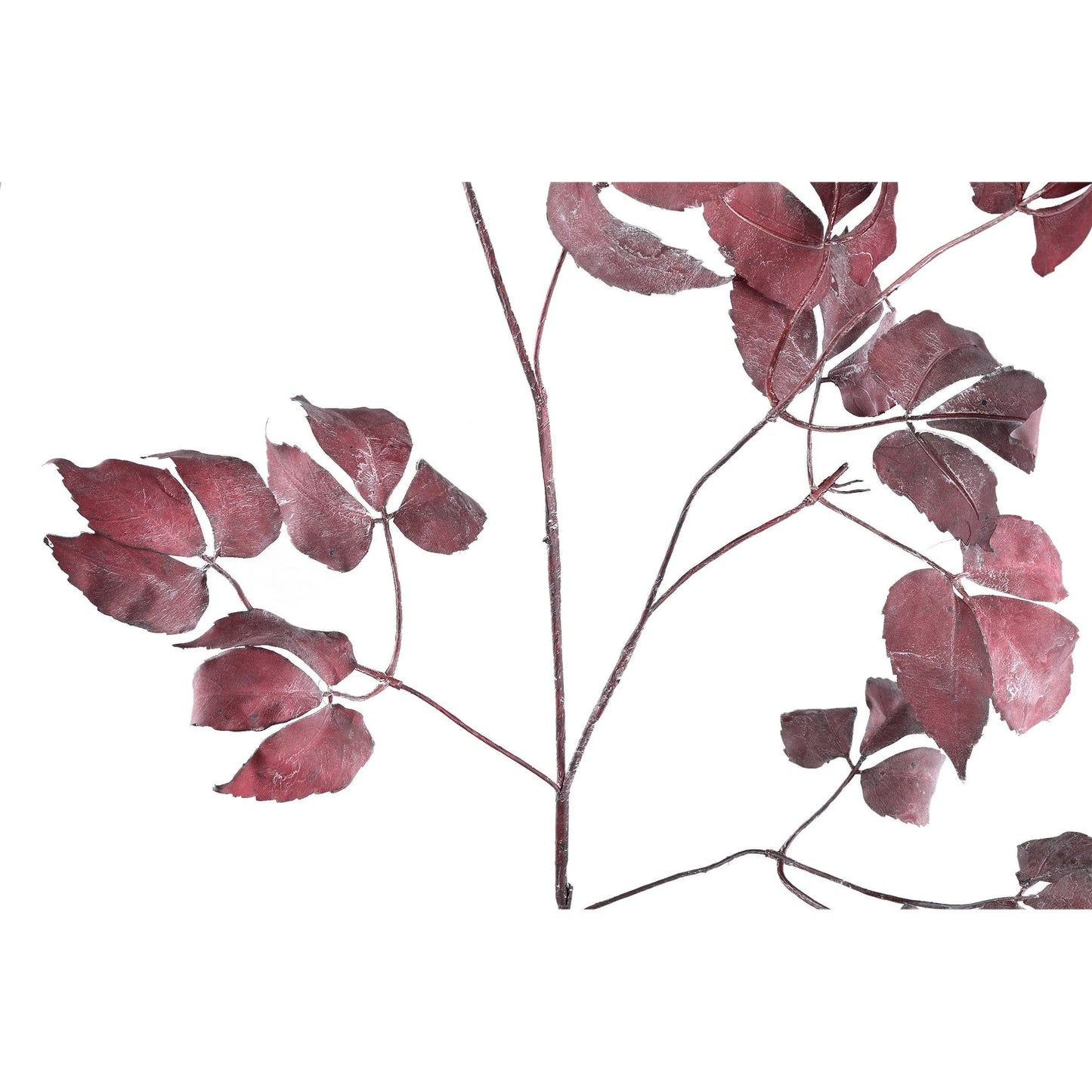 PTMD - Burgundy Pathenocissus Lauf