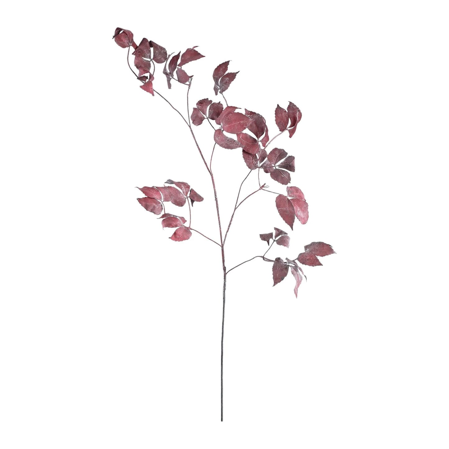 PTMD - Burgundy Pathenocissus Lauf