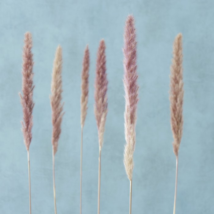 Gerfiblóm - Pampas Grass