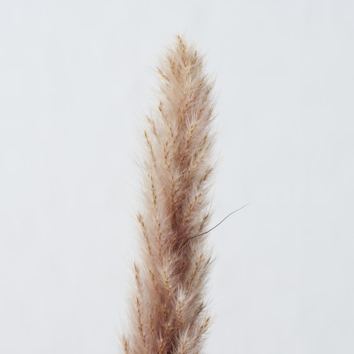 Gerfiblóm - Pampas Grass