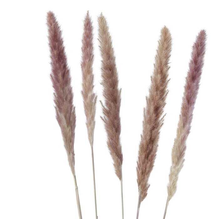 Gerfiblóm - Pampas Grass